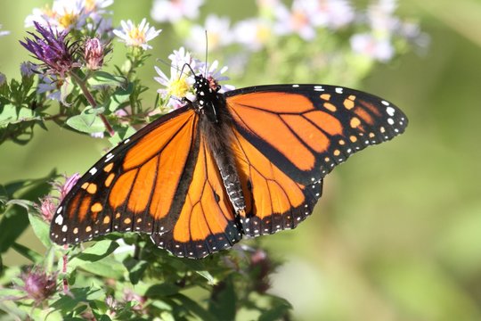 Monarch Butterfly (danaus plexippus)