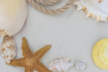 Fototapeta na wymiar cruise concept/different sea shells and strafish on whte sand background