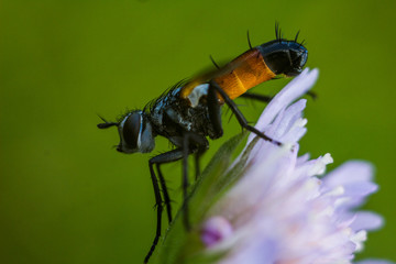 Fly - Cylindromyia brassicaria