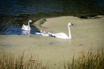 A family of swans on a pond. 