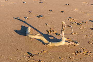 Driftwood