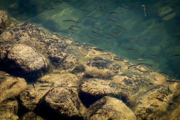 Minnows in the lake.