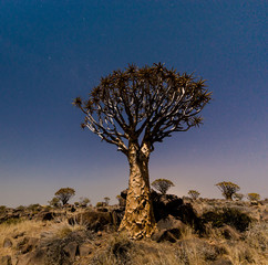 Quiver tree forest north-east of Keetmanshoop, Namibia. Quiver tree is Aloe dichotoma tree species...