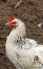 Hen, farm