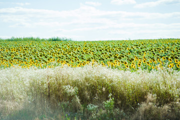 Obraz premium Sunflowers field