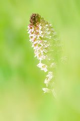 Burnt-tip orchid (Orchis ustulata)