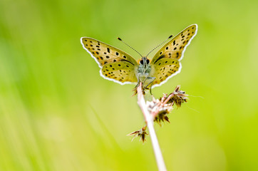 Sooty copper (Lycaena tityrus)