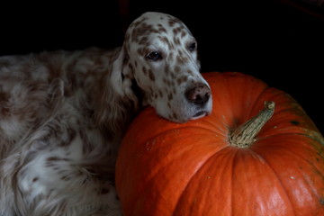 Cute dog face portrait on orange big pumpkin, hunting breed english setter