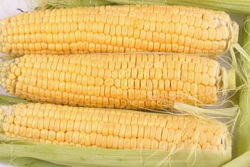 Corn cobs with leaves isolated on white background