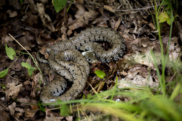 couleuvre à collier dans les sous-bois 