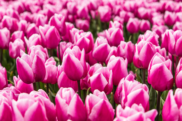 Obraz premium A field of pink tulips in Holland in full bloom