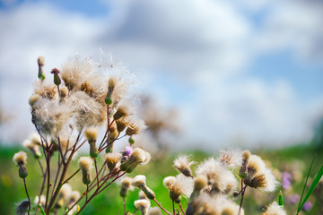 Summer background, beautiful meadow dandelion flowers in a field on a cloudy sky.