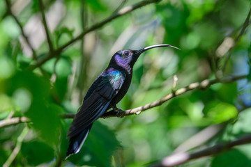 Hummingbird(Trochilidae)Flying gems