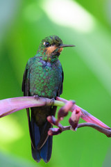 Hummingbird(Trochilidae)Flying gems