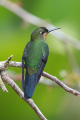 Hummingbird(Trochilidae)Flying gems