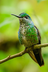 Fototapeta premium Hummingbird(Trochilidae)Flying gems