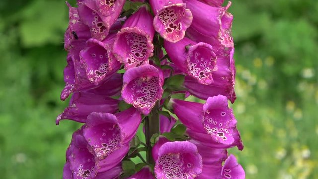 Beautiful summer foxglove blossoms in garden