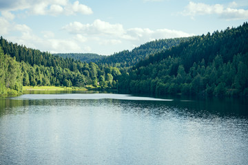 Forest lake in summer