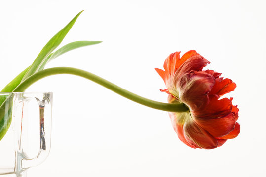 Red Tulip Isolated