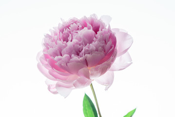 peony flower © Maksim Shebeko