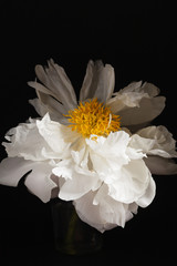 peony on the black background