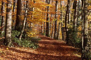 Fototapeta premium Forest Teutoburger Wald