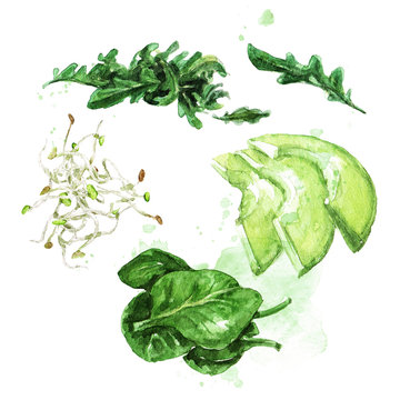 Salad ingredients. Watercolor Illustration. 