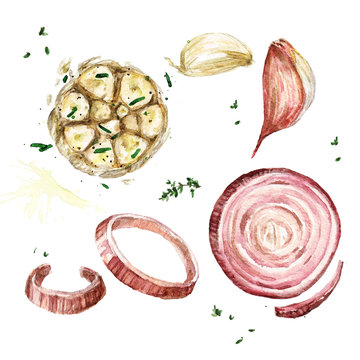 Garlic and onion. Watercolor Illustration. 