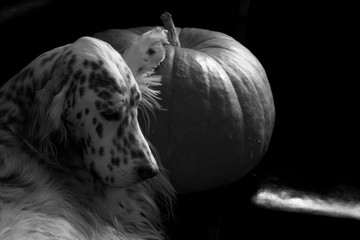 English setter portrait on huge pumpkin background, halloween texture in black and white style