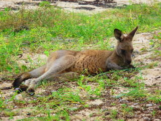Fototapeta premium Relaxing Kangaroo