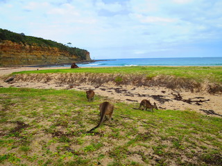 Kangaroos On The Beach