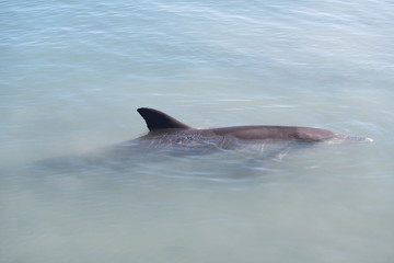 Dolphin Fin 