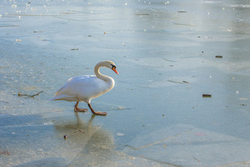     Swan which walks and slides on an ice-cold lake 