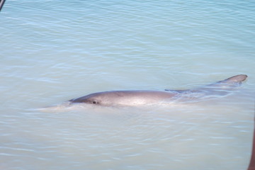 Fototapeta premium Dolphin Eye