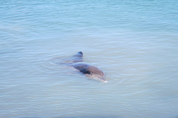 Dolphin Eye