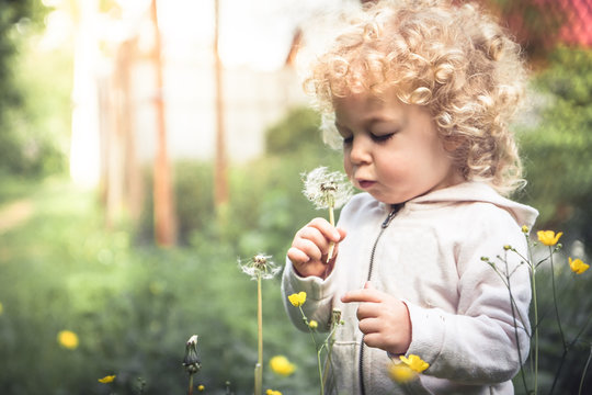 Cute curly curious child girl looking like dandelion blowing dandelion during summer holidays in park 