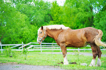 Arab racer runs on a green summer meadow