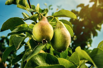 pears on a branch,unripe green pear,Pear tree,Tasty young pear hanging on tree,Summer fruits garden.Crop of pears,Healthy Organic Pears. Juicy flavorful pears of nature background.