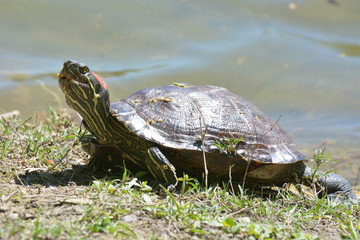 Fototapeta premium Turtle