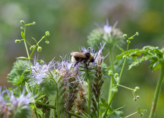 A bumblebee on a flower