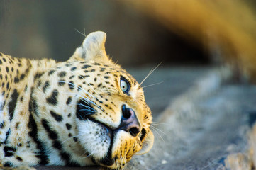 beautiful leopard