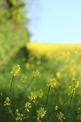 Obraz premium Fleure de colza