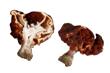 Brown morels in section on the white background isolated