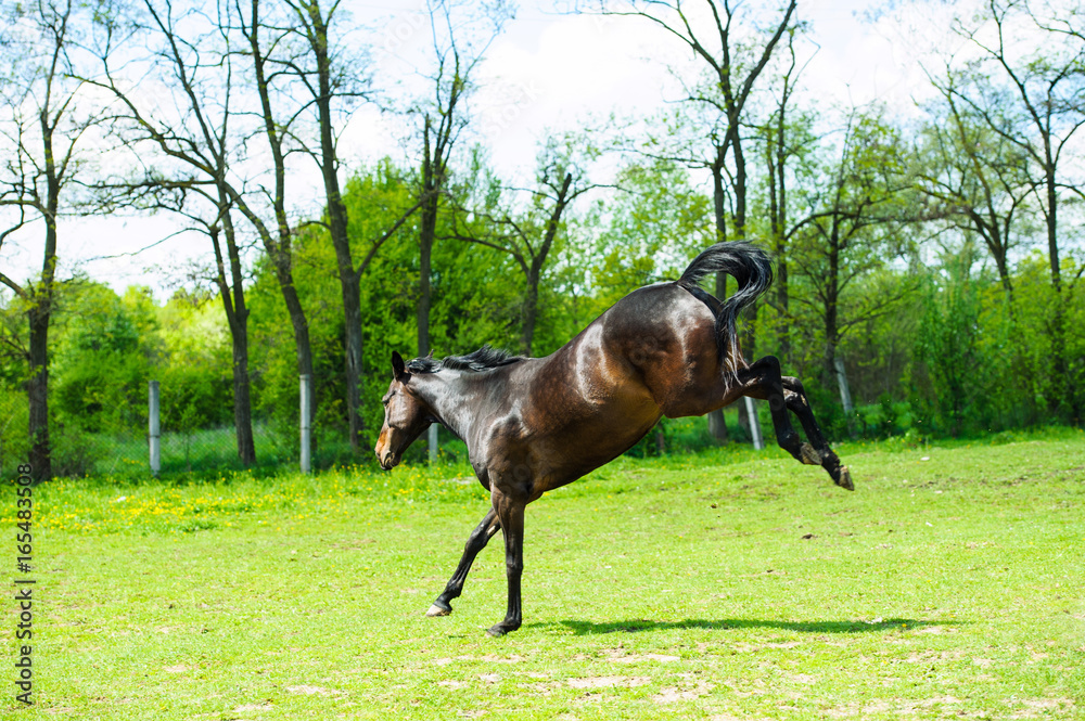 Wall mural running horse