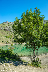 Fototapeta na wymiar Tree in a mountain lake, Zelenogorie
