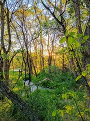 Trees creek and sunshine