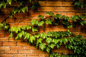 Vine on Brick