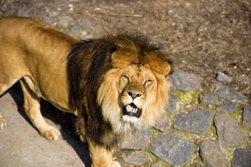 Beautiful Mighty Lion