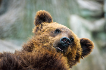 Obraz premium Brown bear portrait