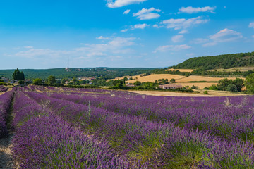 Fototapeta na wymiar Paysage de Provence: Champ de lavande, montagnes, ciel bleu.